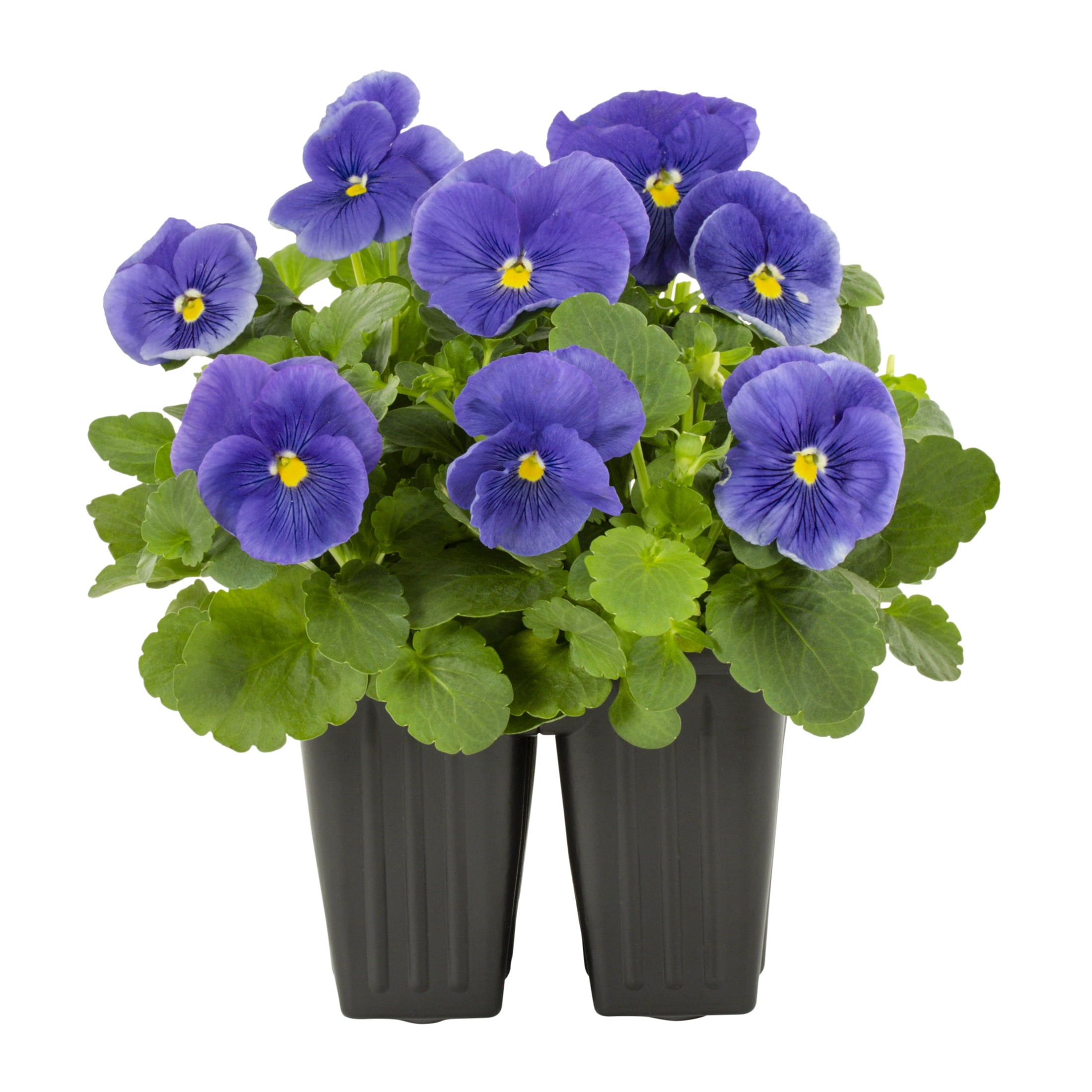 Expert Gardener PT Multicolor Pansy Live Plant Grower Pot Sun (4 Pack)