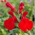thumbnail image 5 of Pack of 3 Hot Lips Salvia Live Starter Plants, Colorful Perennial Flowering Herb for Gardens, 3 to 6 Inch Tall, No Ship Pot, 5 of 9