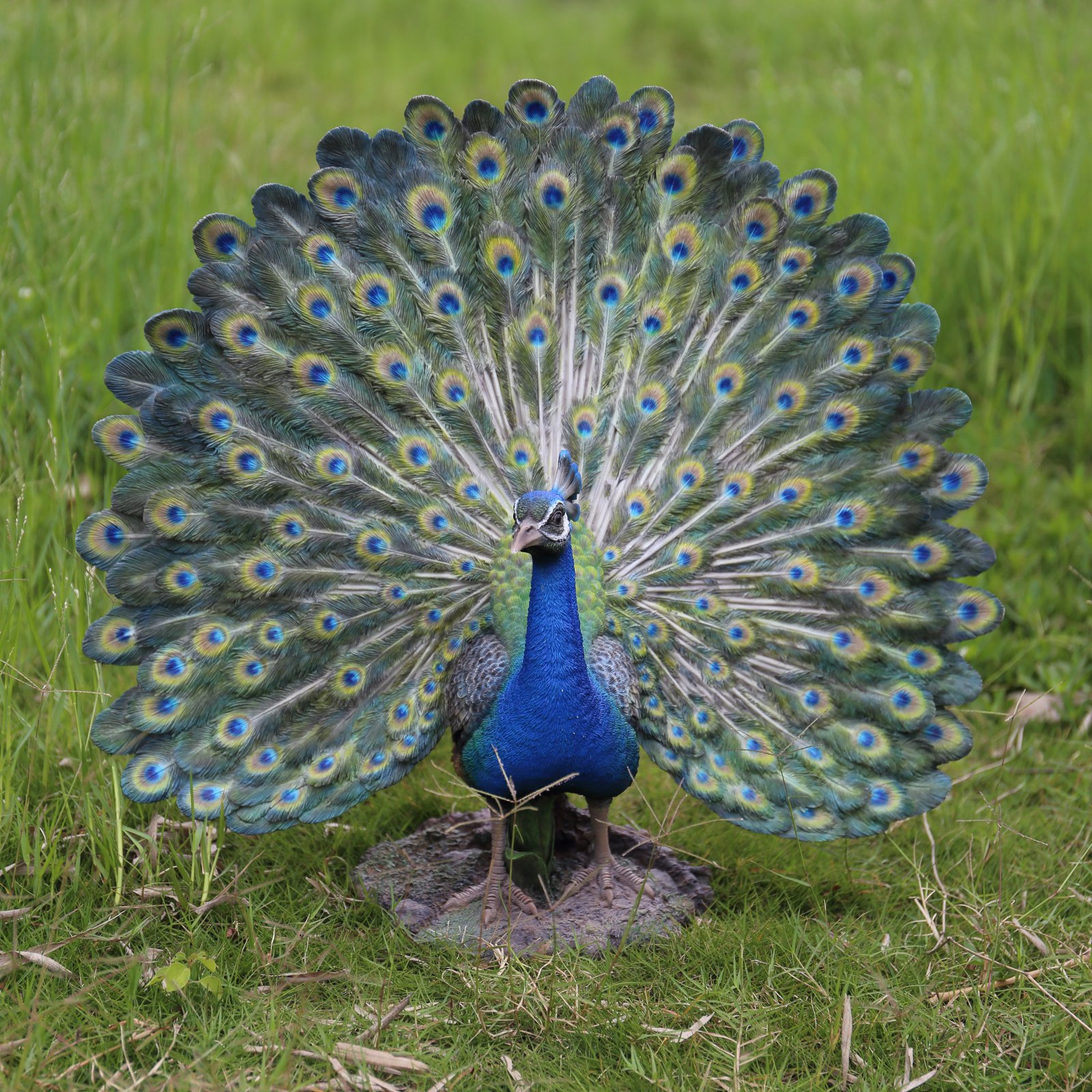 PEACOCK W/FEATHERS OUT STATUE