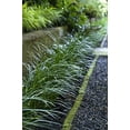 thumbnail image 6 of Super Blue Liriope Muscari - 100 Bare Root Plants - Evergreen Ground Cover Grass, 6 of 9