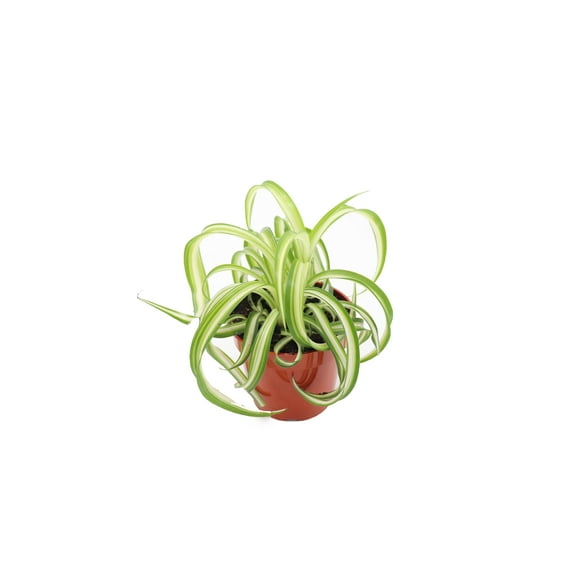 Bonnie Curly Spider Plant - 4" From California Tropicals