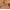 Tan, variant on Time and Tru Women's Braided Belt, Black