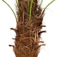 thumbnail image 6 of Northlight 3.9' Unlit Green and Black Potted Artificial Phoenix Palm Tree, 6 of 7