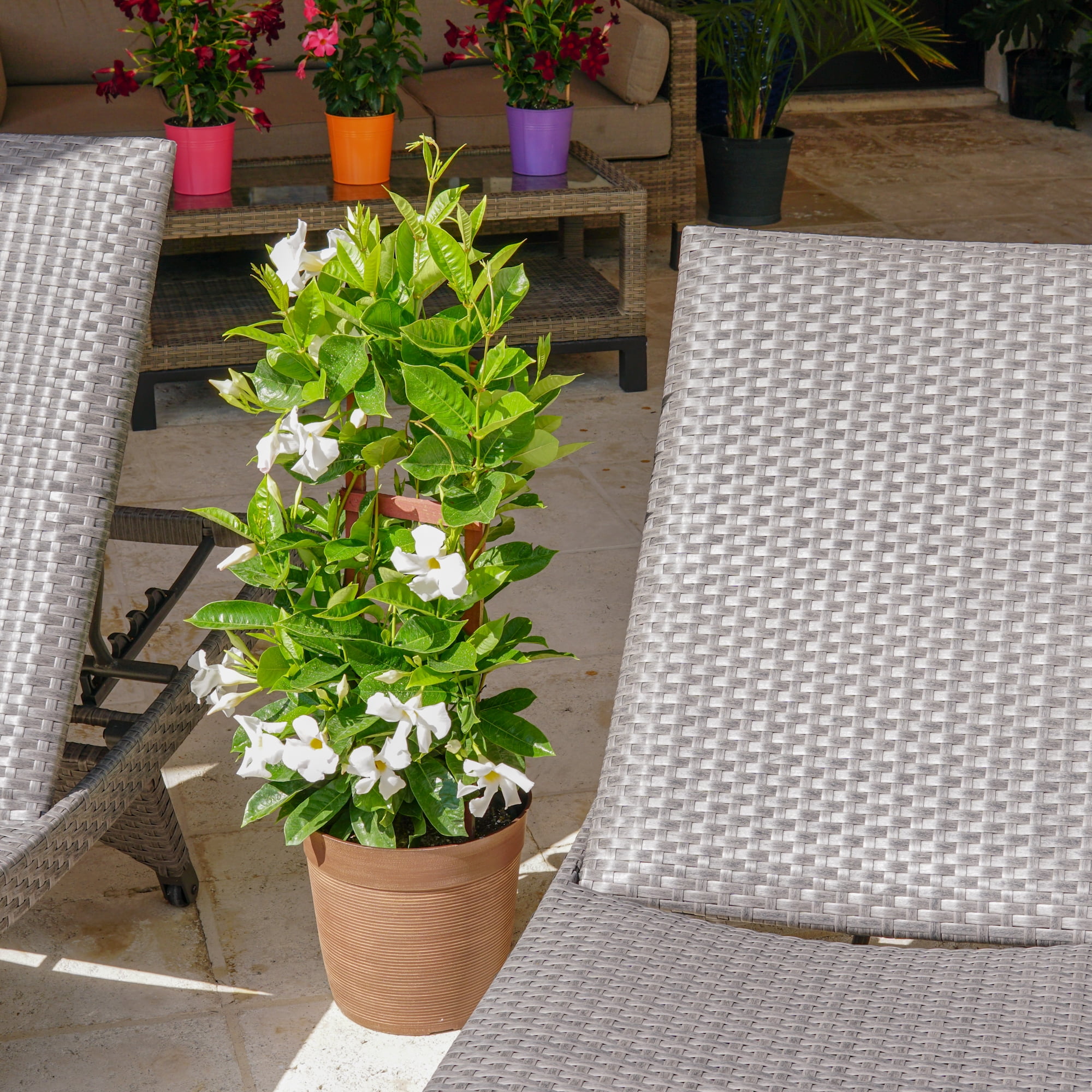United Nursery Sun Parasol Giant 28-30" White Mandevilla Live Plants in 9.25" Grower Pot