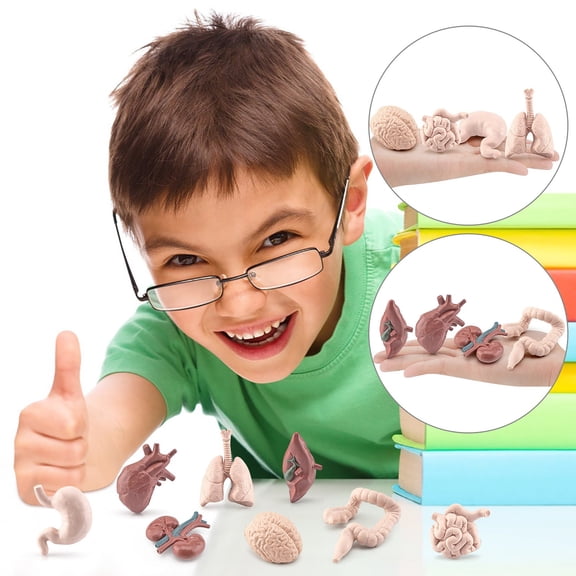 CREATITOY 8Pcs Human Organ Model Toy for Kids - Educational Science Anatomy Set, Multicolor Plastic Brain Heart Liver Stomach Intestine, STEM Learning Toys Gift for Boys & Girls