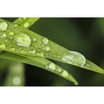 thumbnail image 2 of Close up of Day Lily leaves; Quebec Canada Poster Print, 2 of 4