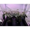 thumbnail image 3 of 4'' Mesh Trellis Netting  for Grow Tents Plant Support Elastic ScrOG/ LST/ HST Net with Hooks Grow Box Kit Low Stress Training, 3 of 10