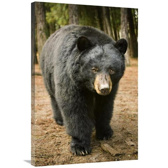 24 x 36 in. Black Bear Portrait During A Mild Winter, Oregon Art Print - Michael Durham