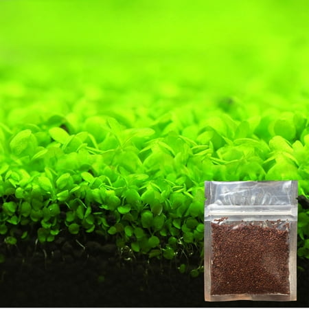 

Aquarium Ornament Plant Seeds Fish Tank Landscape Decoration Water Grass Seed Easy to Grow Big Leaf