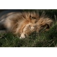 thumbnail image 2 of Jimmyz 14x11 White Modern Wood Framed Museum Art Print Titled - Sleeping Lion, 2 of 4