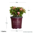 thumbnail image 3 of Encore Azalea Autumn Sunburst (1 Gallon) Pink and White Flowering Shrub - Full Sun Live Outdoor Plant, 3 of 10
