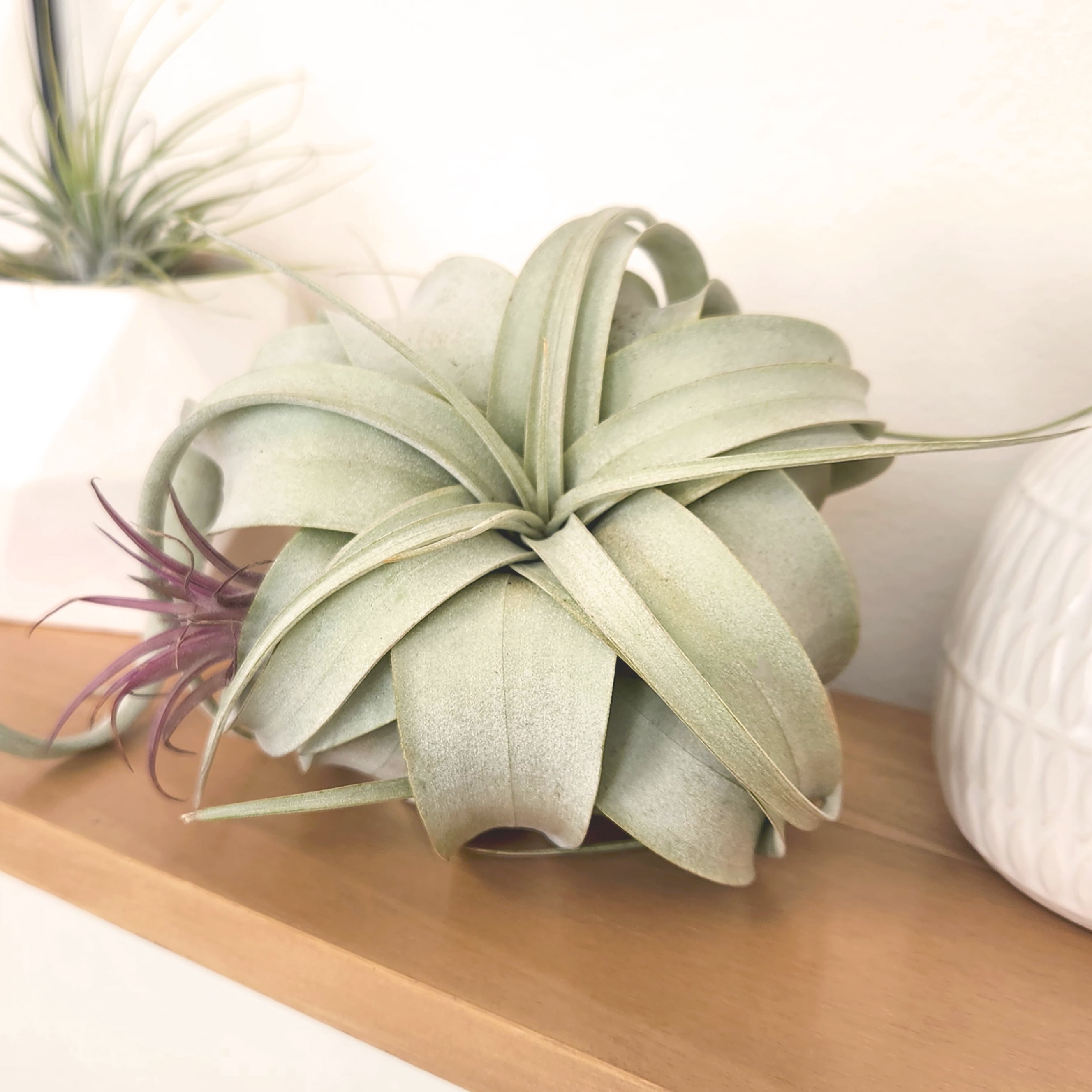 Altman Plants Large Tillandsia Xerographica Live Air Plant (3 Pack)