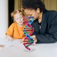 thumbnail image 4 of OULII Dna Model Assorted Color Gene Structure Representation 1 Set, 4 of 8
