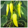 thumbnail image 5 of Everwilde Farms - 50 Sweet Banana Sweet Pepper Seeds - Gold Vault Seed Packet, 5 of 5