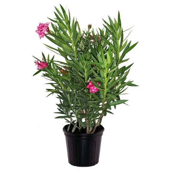Island Blooms Costa Farms 3 gal Oleander Bush Live Shrubs