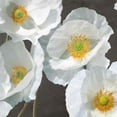 thumbnail image 3 of Leonardo, Sanna 12x12 Black Modern Framed Museum Art Print Titled - Poppies on Chalkboard I, 3 of 5