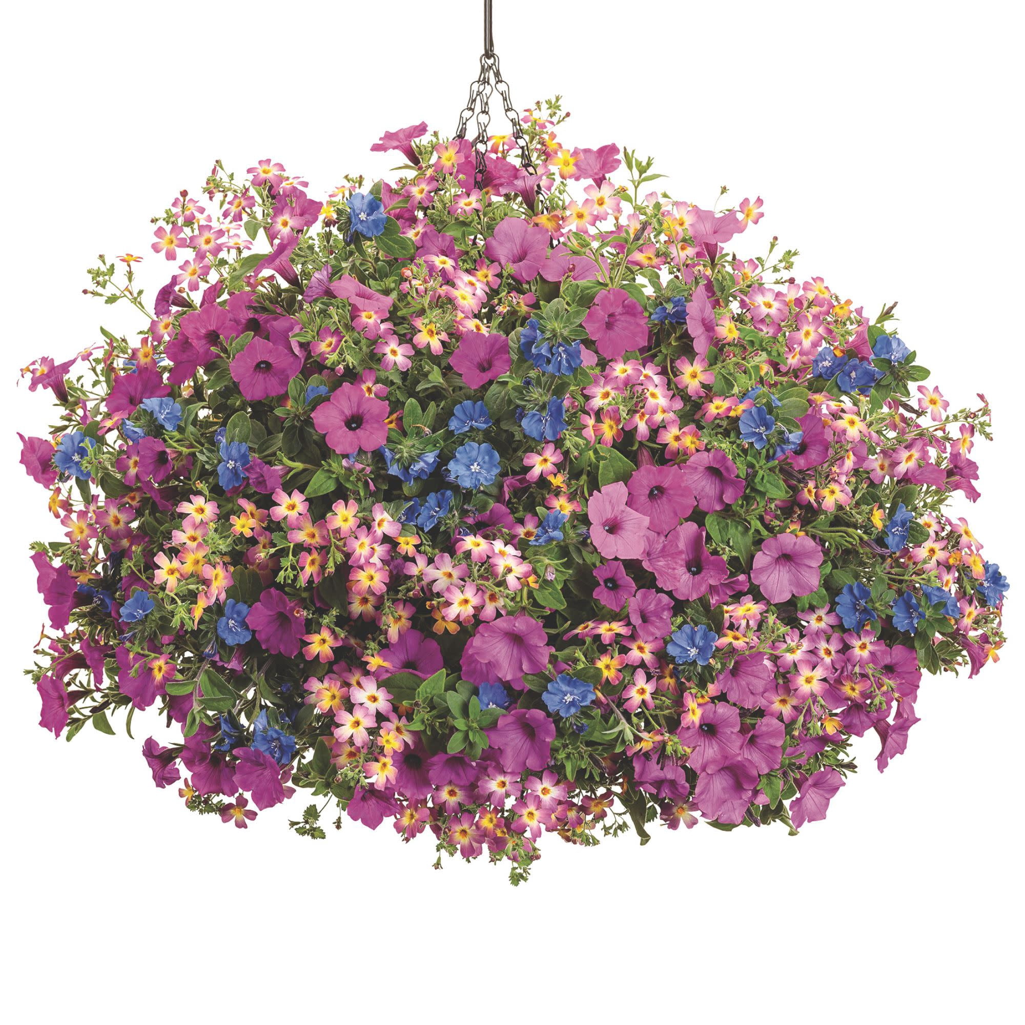 Proven Winners 4" Purple Supertunia Vista Jazzberry Petunia Live Plant in 4.25" Pot (4 Count)