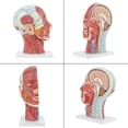 thumbnail image 4 of Modelo médico anatómico del cerebro Jadeshay tamaño natural A, 4 of 8