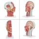 thumbnail image 3 of Modelo anatómico ANGGREK de la cabeza Médico humano tamaño natural, 3 of 8
