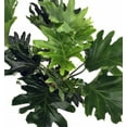 thumbnail image 3 of Little Hope Philodendron - House Plant - 6" Pot, 3 of 3