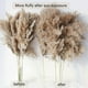 thumbnail image 3 of 30 Stems Dried Pampas Grass, Pampas Grass Fluffy Pampas Floral,17 Inch Bulk Pampas Grass Decor flow, 3 of 5