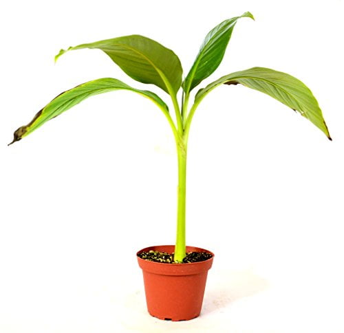 9GreenBox - Musa Banana Basjoo Tree - 4'' Pot