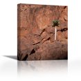 thumbnail image 1 of Quiver Tree growing on rocky ledge, Namib-Naukluft NP, Namibia - Contemporary Fine Art Giclee on Canvas Gallery Wrap - wall décor - Art painting - 23 x 28 Inch - Ready to Hang, 1 of 2