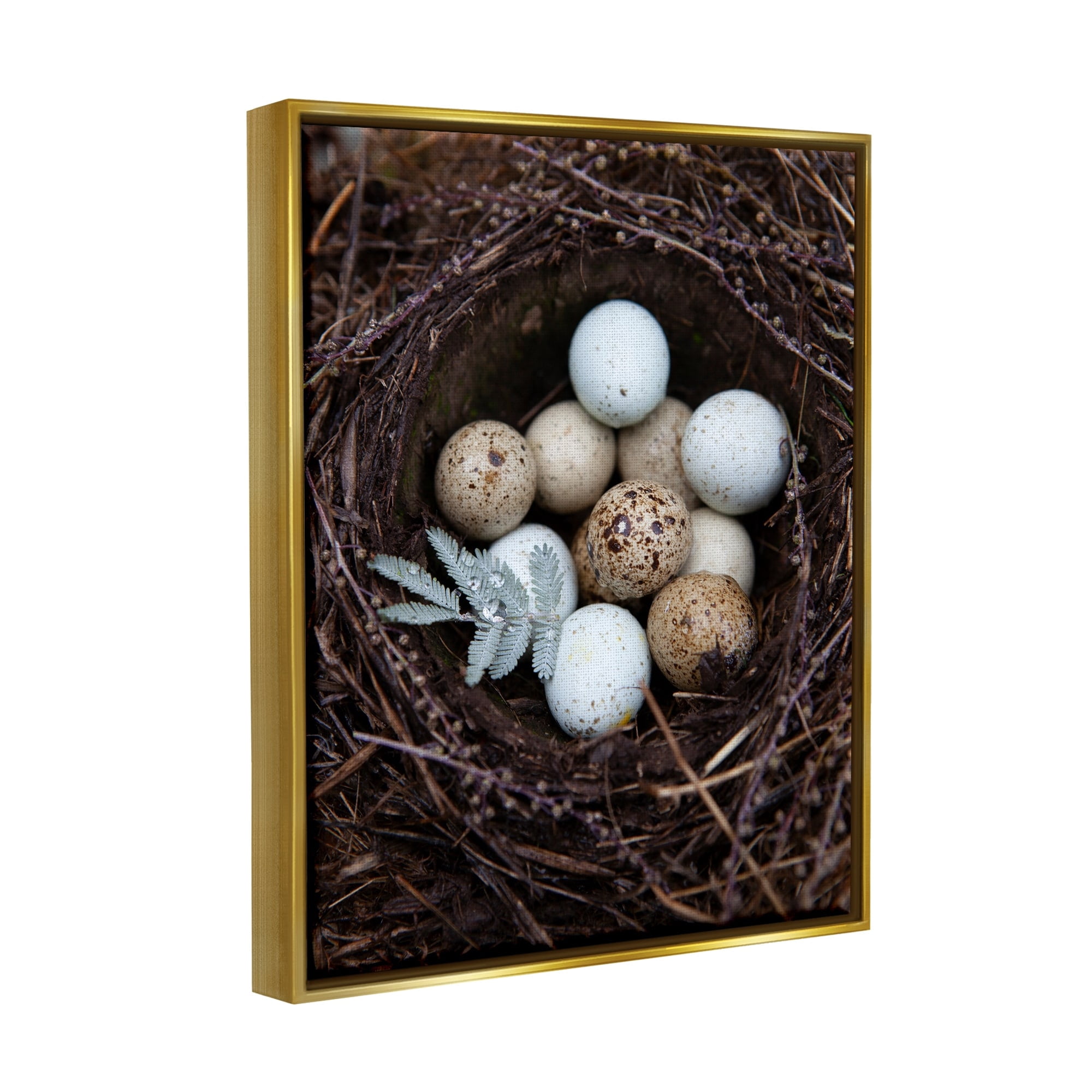 Stupell Industries Close Up Bird Eggs Nest Wildlife Nature Photography Photograph Metallic Gold Floating Framed Canvas Print Wall Art, Design by Tania Soderman