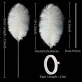 thumbnail image 3 of Kit de plumas de avestruz Holmgren, 56 cm, color beige, 20 unidades, 3 of 6
