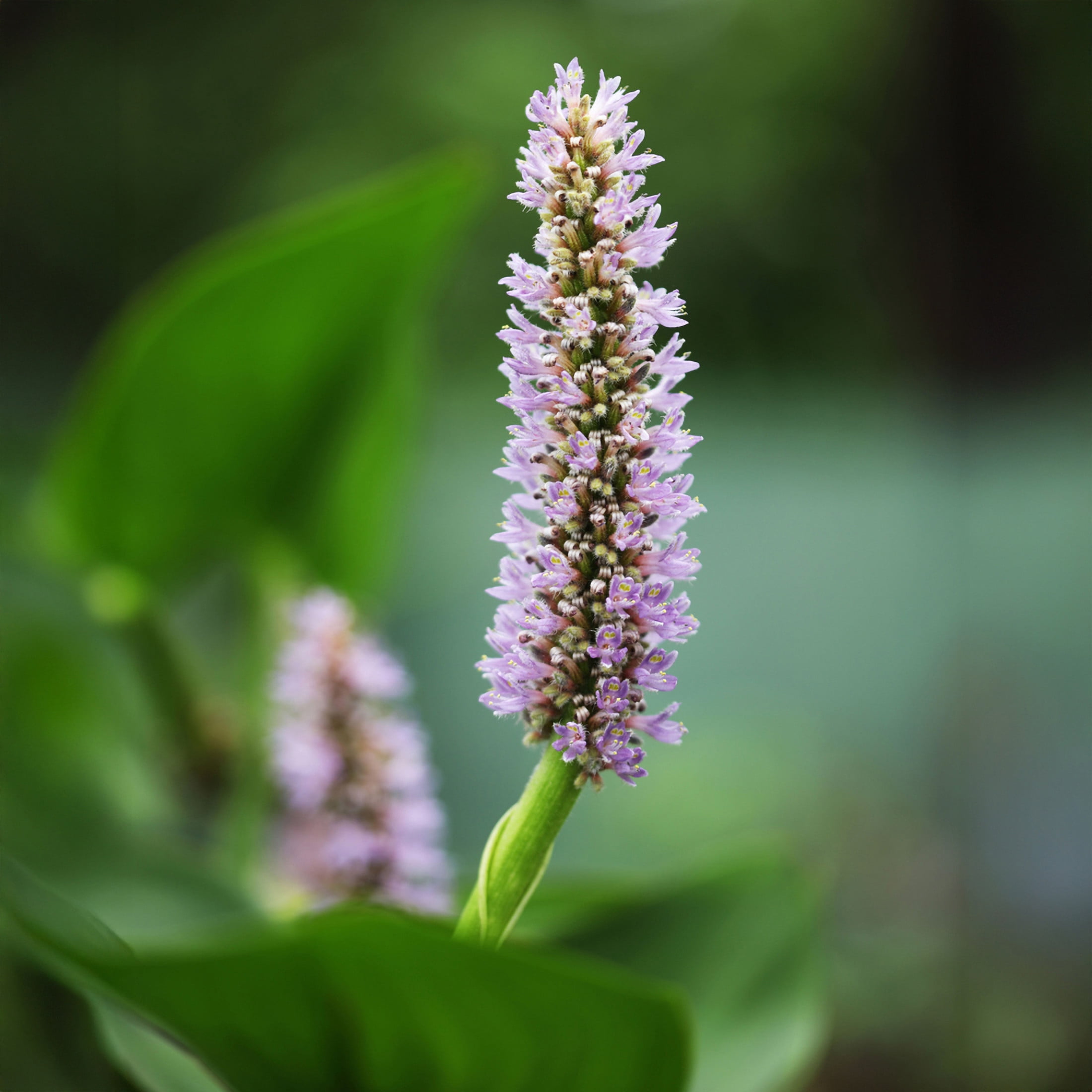 AquaMeadow Pink Pickerel Rush Plant Potted Reg 3ct