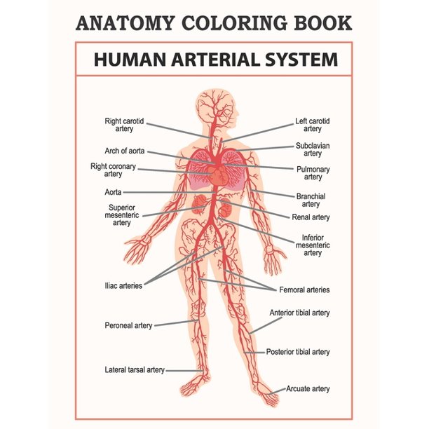 Download Anatomy Coloring Book Human Anatomy Coloring Book With Easier And Better Way To Learn Anatomy Paperback Walmart Com Walmart Com