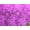 Fuchsia, variant on Satin Floral Jacquard Fabric FUCHSIA / 58" Wide / Sold by the yard