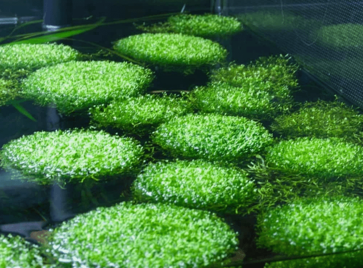 Riccia Fluitans Live Aquarium Plant 2x2 Inch – Crystalwort Floating Moss for Freshwater Fish Tank