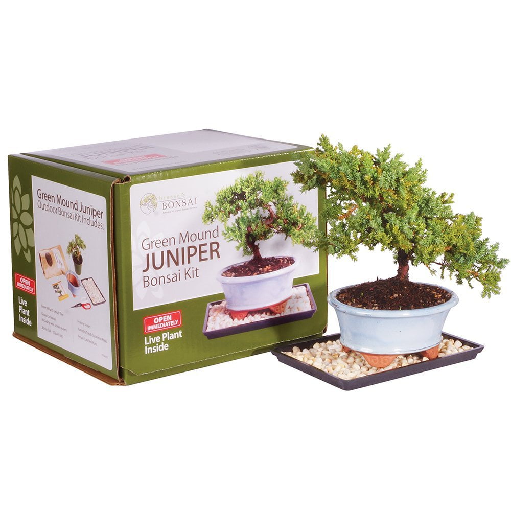 Brussel's Green Mound Juniper Bonsai Kit (Outdoor) by Brussel's Bonsai