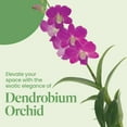 thumbnail image 3 of American Plant Exchange Orchid Dendrobium, 4-Inch Pot, Water Once Per Week, Medicinal, Flowering Houseplant, Growers Pick Color, 3 of 9