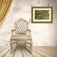 thumbnail image 3 of Jaynes Gallery 32x23 Gold Ornate Wood Framed with Double Matting Museum Art Print Titled - Costa Rica-Two-toed sloth hangs upside down in tree, 3 of 4