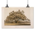 thumbnail image 2 of Print: Manzanita, 1855, 2 of 4