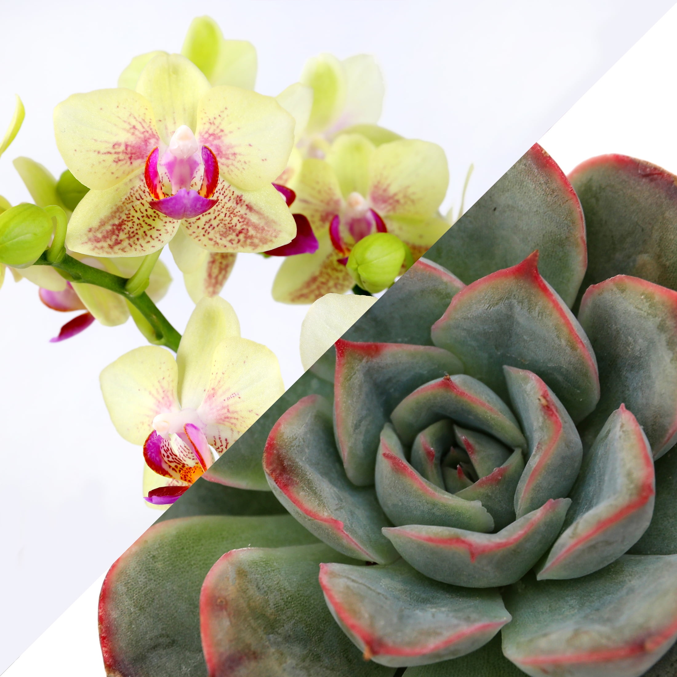 4in Yellow Live Orchid Duo in Sage Green Pot with Bunny Pick