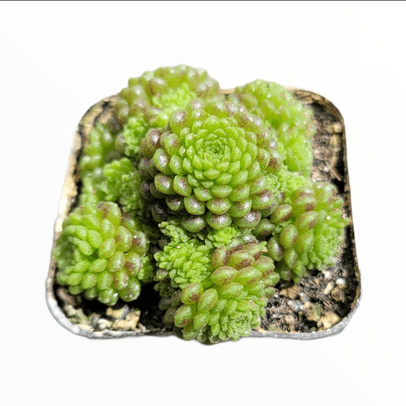 Monanthes Polyphylla Succulent Plant 2 Inch for Indoor Outdoor Home Office Garden Decor