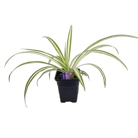 - Hirt's Ocean Spider Plant - Easy to Grow - Cleans the Air - NEW - 3.5