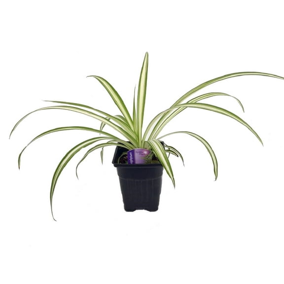 Hirt's Ocean Spider Plant - Cleans the Air - NEW - 3.5" Pot