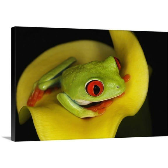Great Big Canvas "Red-eyed Tree Frog, Agalychnis callidryas" by Adam Jones Olive Green Burgundy Wrapped Canvas Print Wall Artwork