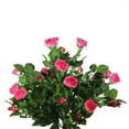 thumbnail image 2 of 49.5" Potted White and Pink Artificial Rose Garden Tree, 2 of 4