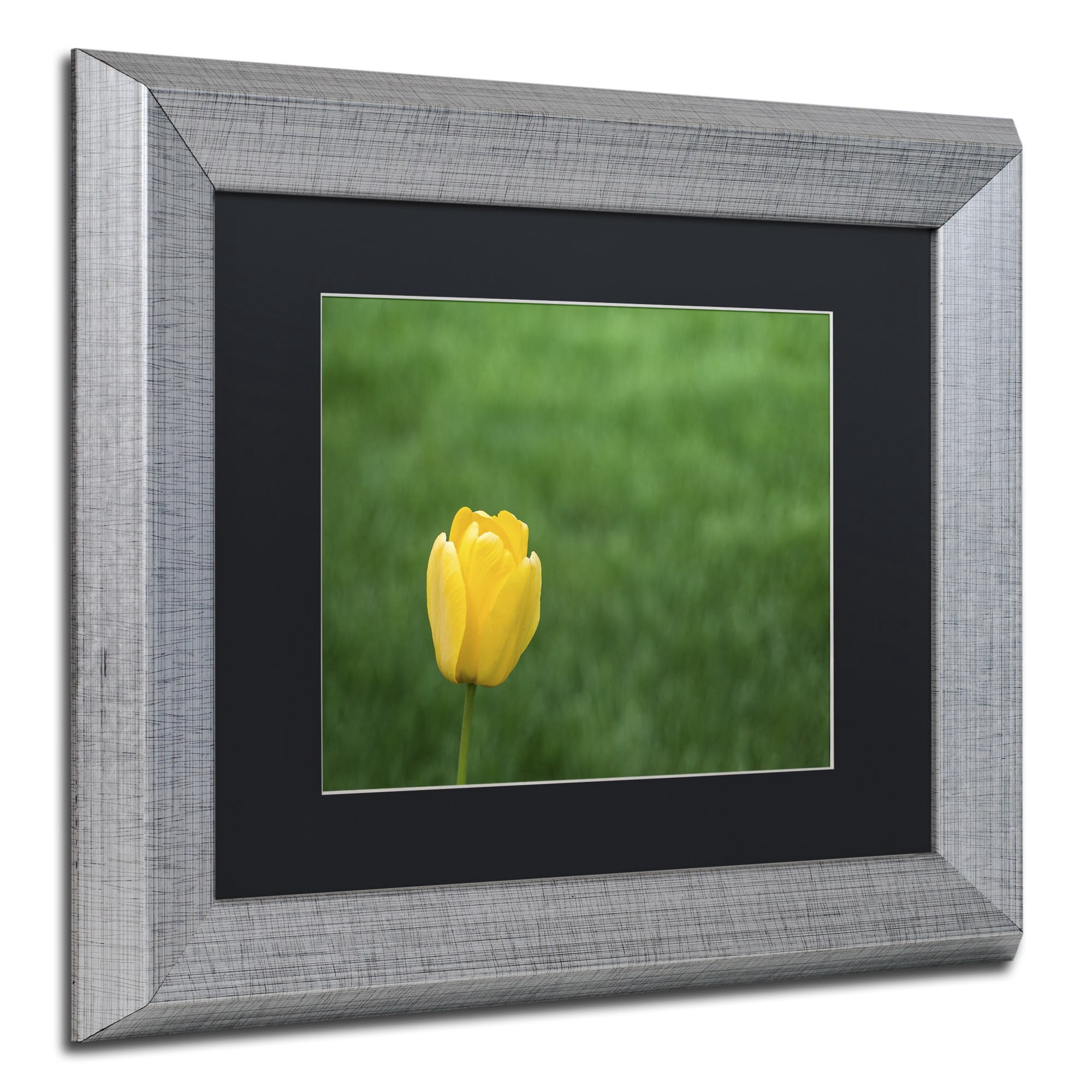 Trademark Fine Art "A Lone Yellow Tulip 2" Canvas Art by Kurt Shaffer, Black Matte, Silver Frame