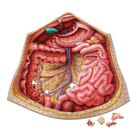 Human Abdomen Anatomy Jigsaw Puzzle | Dr Livingston's Unique Shaped Science Puzzles, Accurate Medical Illustrations of the Body, Organs, Stomach, Liver and Intestines