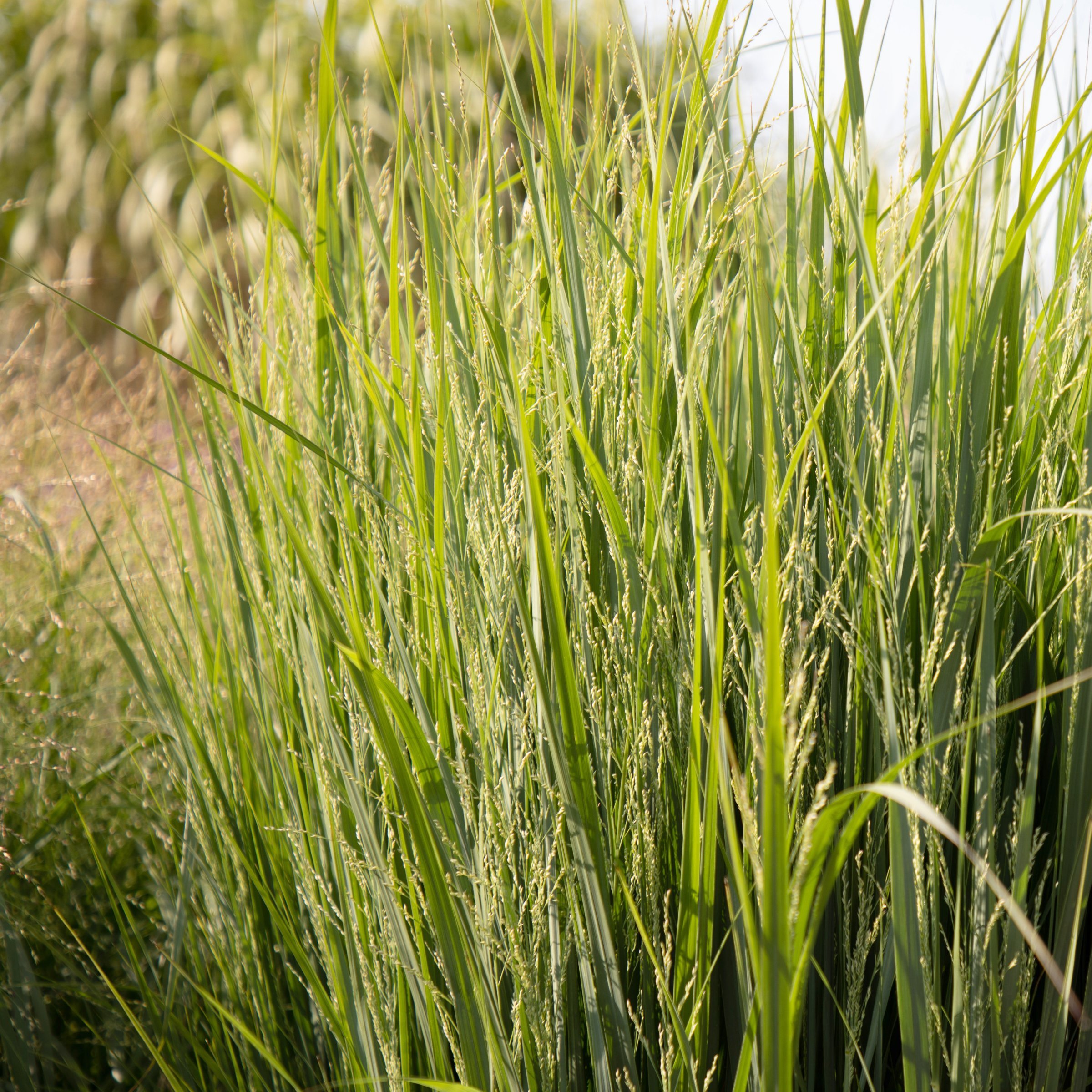 National Plant Network 4 in. Panicum Heavy Metal Grass (3-Pack)