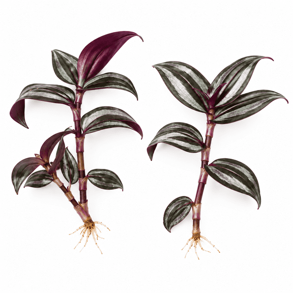 NYGardenia Tradescantia Zebrina Starter Cuttings, Set of 2 Live Rooted Purple Silver Plants