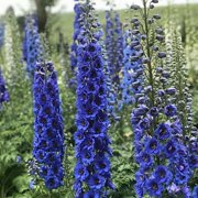 50 Blue Buccanee Delphinium Seeds