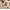 Leopard Print, variant on Crocs Kadee II Leopard Sandal Womens