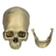 thumbnail image 5 of Modelo de calavera de Halloween Sincero de resina para decoración de fiestas, 5 of 10